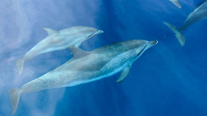 Dolphins enjoy our wake