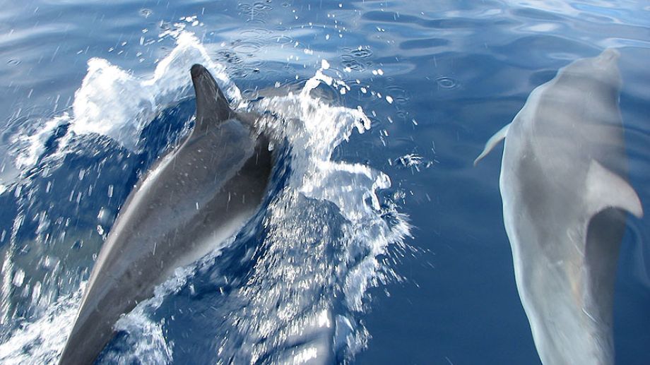 Marine Environment