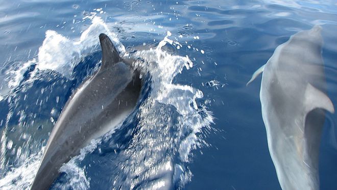 Marine Environment