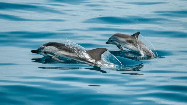 Dolphins enjoy our wake